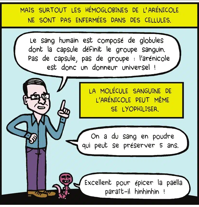 Mais surtout les hémoglobines de l'arénicole ne sont pas enfermées dans des cellules. La molécule sanguine de l'arénicole peut même se lyophiliser